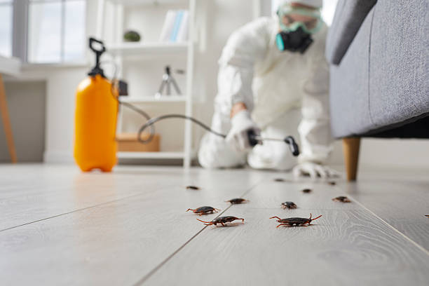 Commercial Kitchen Cockroach Control in Briggs